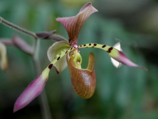 Jardin des Plants