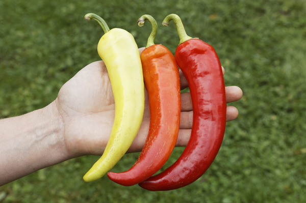 paprika aussäen
