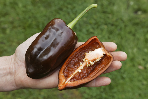 Paprika Pflanzen im Topf