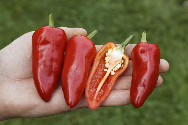 Freilandpaprika Würzpaprika Fresno Paprika gesund