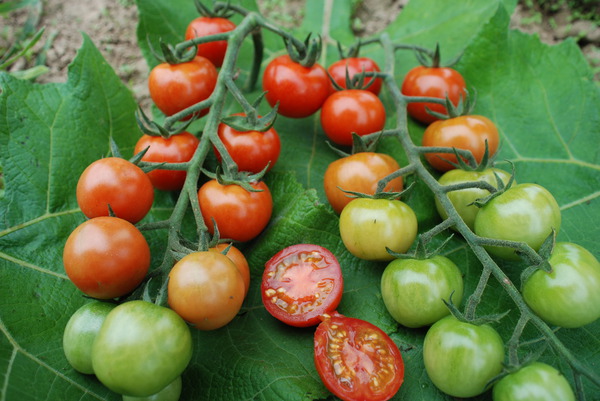 Freilandtomate Primabella Tomate