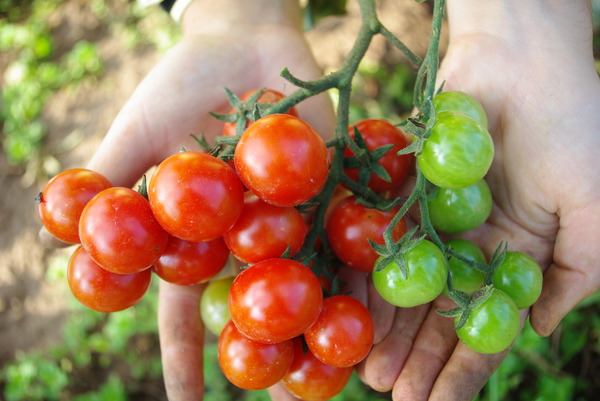 Freilandtomate Primavera Tomaten
