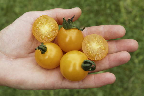 Tomaten nachreifen Freilandtomate Sunviva Lubera