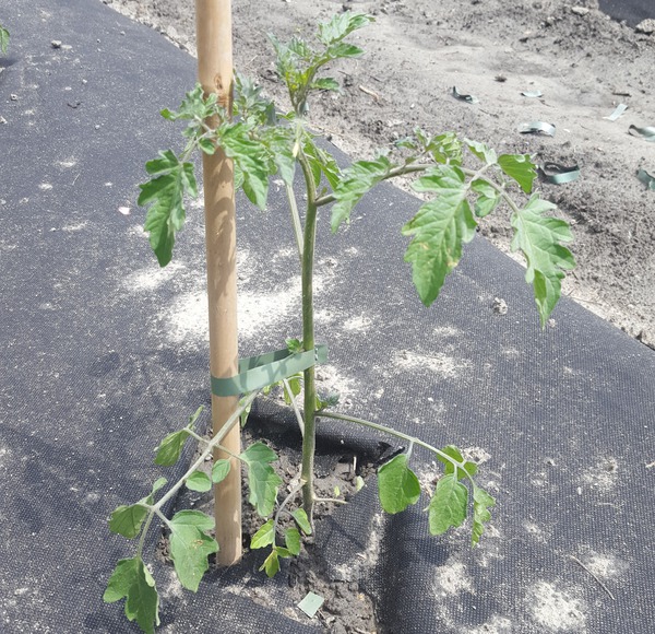 Freilandtomaten in Vlies mit Bambus Lubera