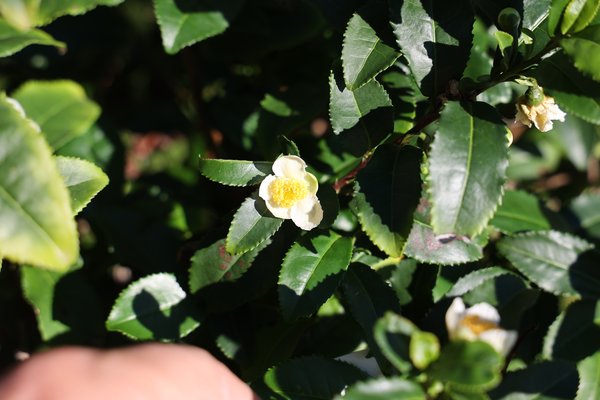 Fresh-Tea, 'Bloomtea', Camellia sinensis
