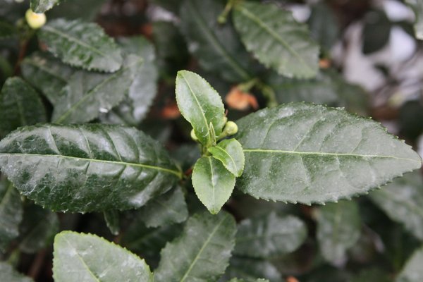 Fresh-Tea, 'Tearoma', Camellia sinensis