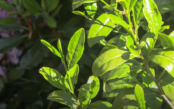 FreshTea, Triebspitzen, Video