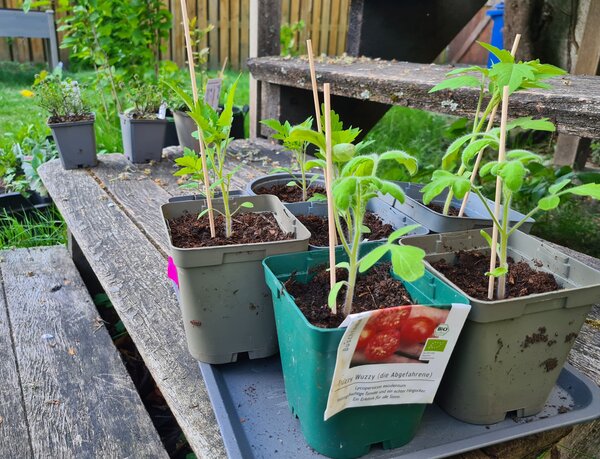Mein erster Garten, der Garten im April, Jana Laura Lange