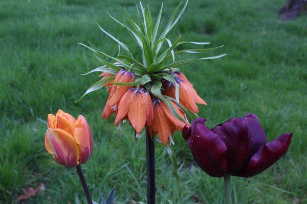 Fritillaria imperialis 