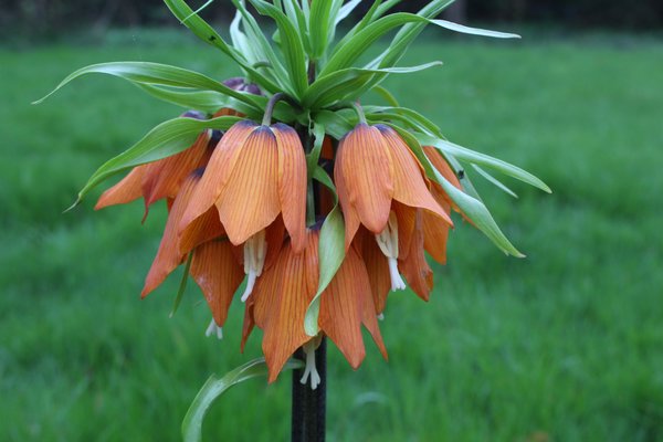 Fritillaria imperialis Garland Star, Kaiserkrone