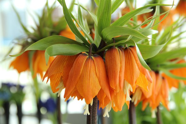 Blumenzwiebeln berwintern Kaiserkrone Garland Star Fritilliaria imperialis