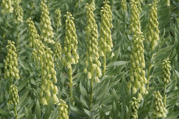 Kaiserkrone Pflanze: Persische Kaiserkrone Ivory Bells Fritillaria persica