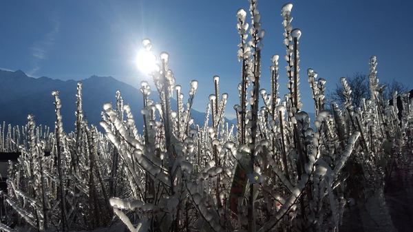 Frostschutz fr Pflanzen