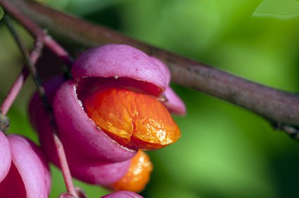 Frucht des Pfaffenhütchens (Euonymus europaeus)