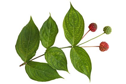 Früchte und Blätter des Blumenhartriegels (Cornus kousa)