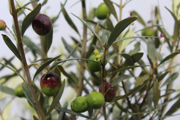 Olivenbaum 'Cipression' (Olea europea)