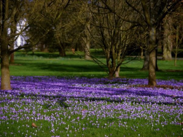 Kew Gardens