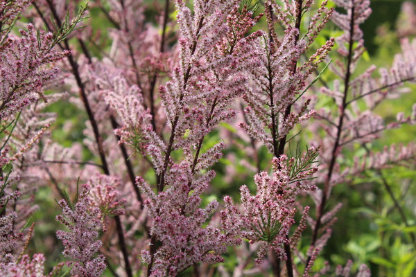 Tamarix parviflora mit rosa Blte