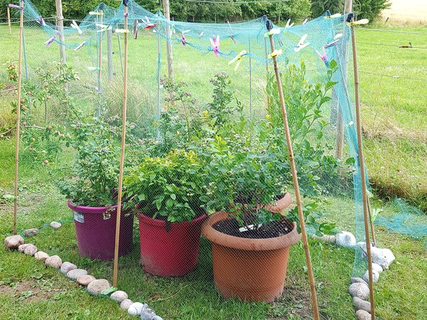 Fruit Cage Heidelbeeren Ranka Tessin Lubera