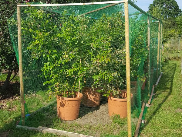 Fruit Cage Heidelbeeren Ranka Tessin Lubera