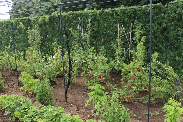 Hampton Court Fruitcage Lubera