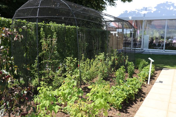 Hampton Court Fruitcage Lubera