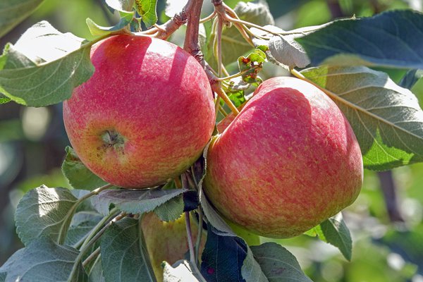 Fruture Apfel Züchtung 2020 Reto August 2020