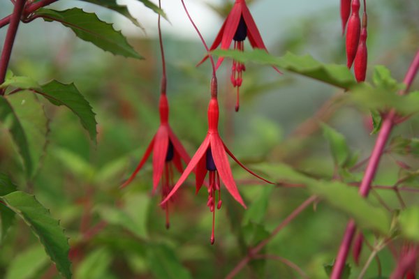 Fuchsia magellanica 'Riccartonii'