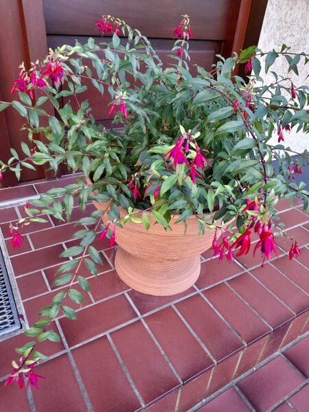 Fuchsia magellanica 'Bernisser Hardy', Fuchsia magellanica 'Bernisser Hardy'