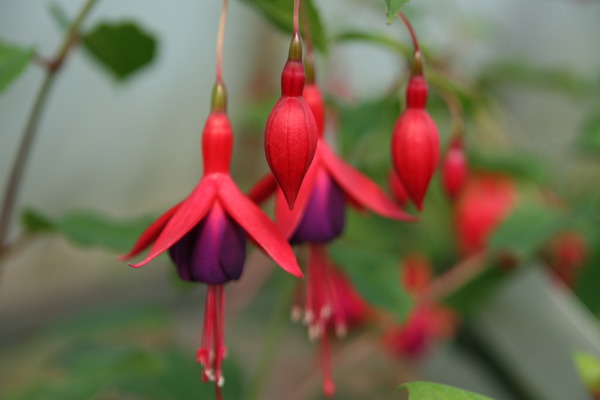 Fuchsia magellanica 'M. Popple'