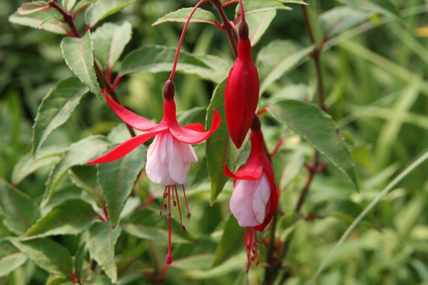 Fuchsie 'Madame Cornelissen'