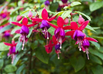 Fuchsie, Fuchsia