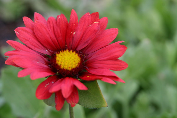 Gaillardia x grandiflora 'Burgunder'