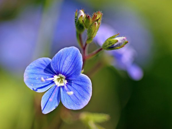 Gamander-Ehrenpreis Blüte