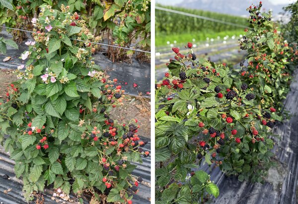 Brombeeren, Gamechanger