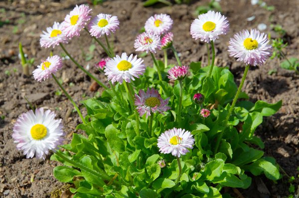 Gänseblümchen bestechen durch ihre lange Blütezeit