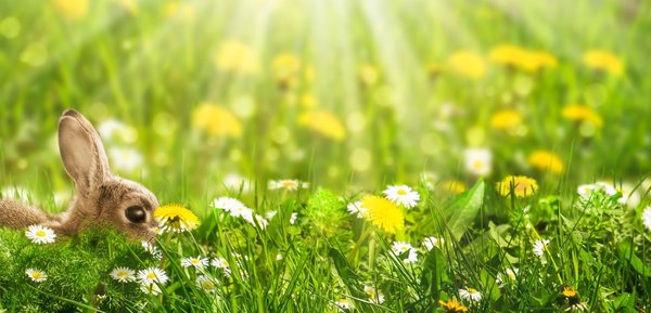 Nager sollten möglichst keine Gänseblümchen essen