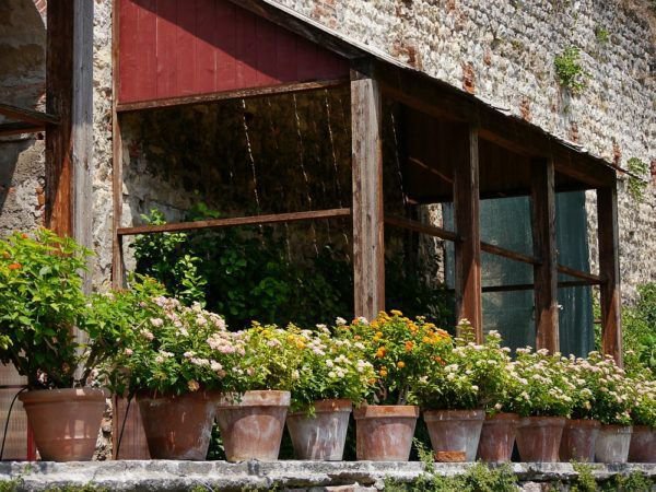 Wandelröschen machen sich gut in Töpfen