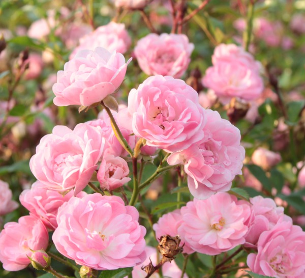 Rosen pflegen The Fairy - rosa Bodendeckerrose Lubera