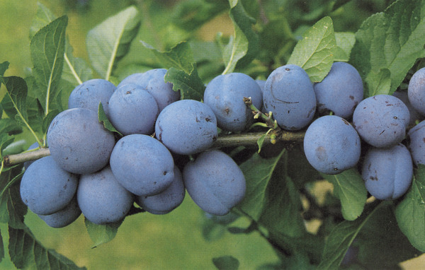 Früchte ausdünnen Zwetschge Cacacs Schönste Lubera