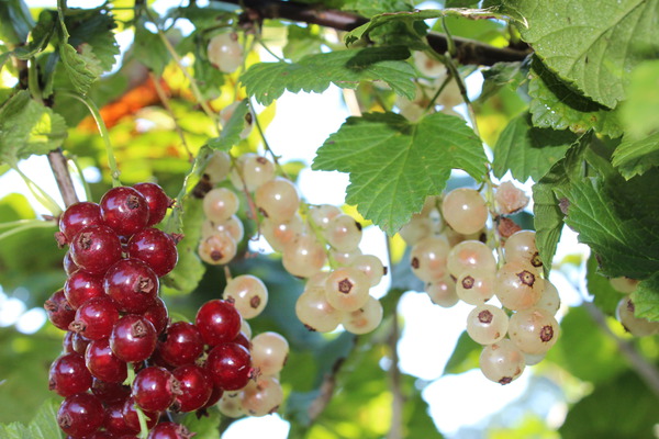 Mehrbeere rose und weisse Johannisbeeren . zu kaufen bei Lubera