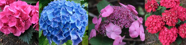 4 Blütenfarben von Hortensien