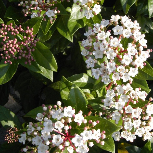 Viburnum tinus
