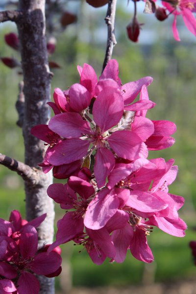 Redlove® Calypso® - Blüte