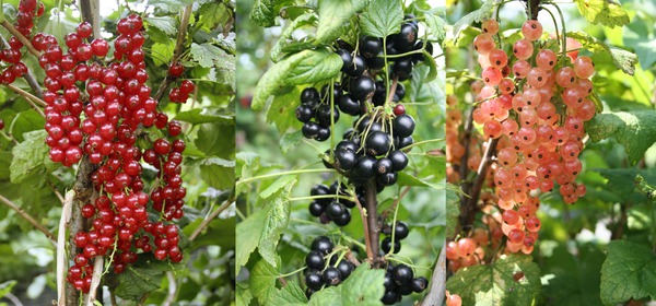 SÃ¼sse Johannisbeeren Lubera