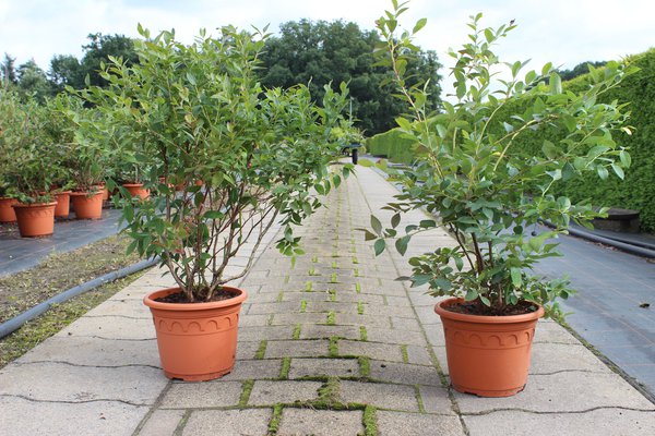 GartenDeal: 2 Luberissima Heidelbeeren