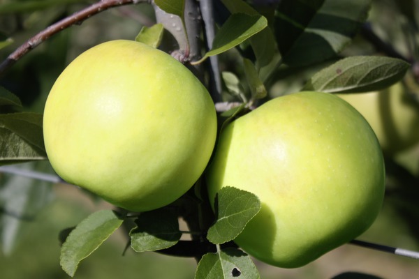 Apfel Bionda® Bella