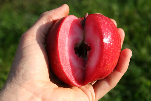 Äpfel gesund Redlove Odysso Lubera