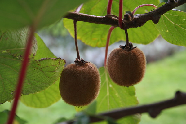 Kiwi Ernte Hayward Lubera