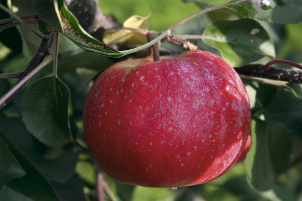 Äpfel gesund Redlove Era Lubera